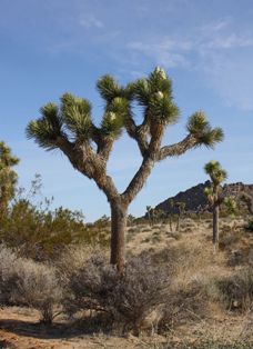 Joshua tree photo